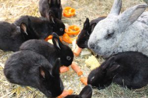 Nicht nur Drillinge zu Ostern. (Foto: Neunkircher Zoologischer Garten GmbH)