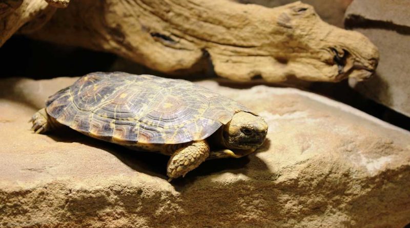 Spaltenschildkröten als neue Bewohner im Neunkircher Zoo. (Foto: Andres, Neunkircher Zoo)﻿