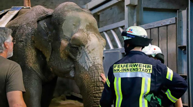 Fest liegende Elefantenkuh RANI im Neunkircher Zoo konnte zum zweiten Mal wieder aufgerichtet werden